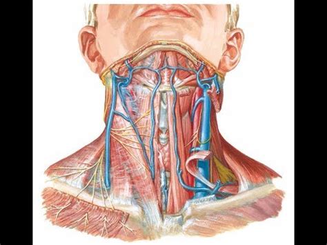 Ninja nerds!join us in this video where we discuss the blood vessels of the head and neck and go into great detail on the anatomy surrounding these. شرح Surface anatomy of carotid arteries and jugular veins ...