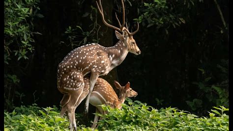 Spotted Deer Mating At Chitwan Nepal Nepal Wildlife Tour Jungle