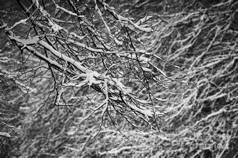 Snow Coating On Tree Branches On A Cold Snowy Winters Day Belfast