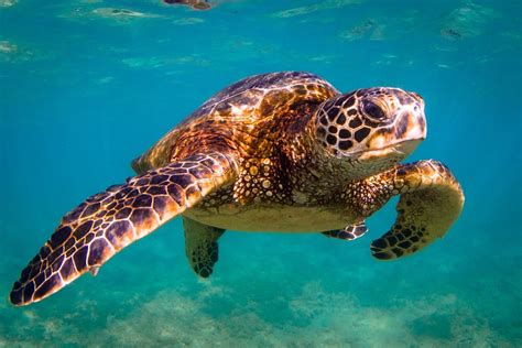 Ocean Sea Turtles Swimming