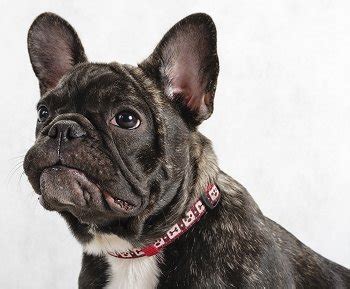 The french bulldog needs to be taken on a daily walk, where the dog is made to heel beside or behind the person holding the lead. French Bulldogs: What's Good About 'Em, What's Bad About 'Em