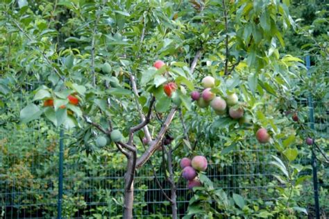 Multi Grafted Fruit Trees Are Something You Need To See