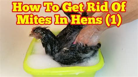 How To Get Rid Of Mites In Chickens 1 YouTube