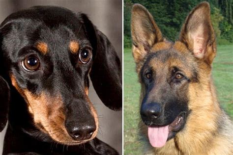 German Shepherd Coonhound Mix The Uncommon Crossbreed