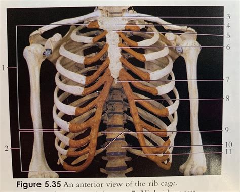 Chest bone rib cage landmark diagram. Rib Cage Quizlet - Structure Of The Rib Cage Diagram Diagram Quizlet - It encloses and protects ...