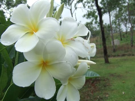 White Flowered Frangipani The Scent Is Heavenly Bees And Butterflies