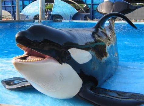 Shamu Alchetron The Free Social Encyclopedia