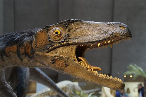 Gambar Reptil Fauna Evolusi Pameran Dinosaurus Paleontologi