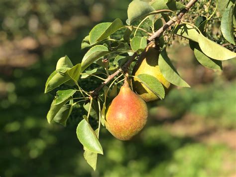 Oregon Pears — Tree Ripe Fruit Co