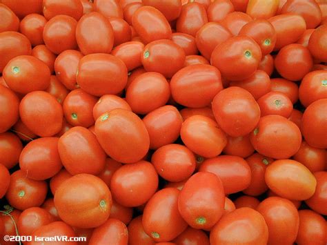 Fresh Tomato Manufacturer And Exporters From India Id 243136