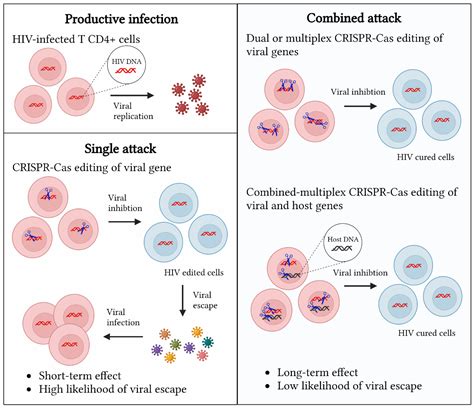 Ijms Free Full Text A Crispr Cas Cure For Hivaids