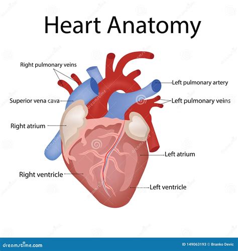 Heart Anatomy And Types Of Heart Disease Vector Illustration Stock