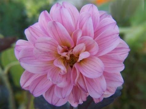 Flowers For Flower Lovers Dahlia Flowers Pictures