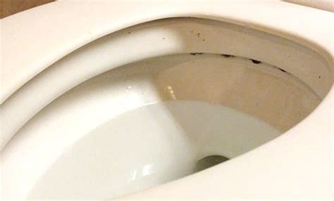 Learn About 130 Imagen Black Mold On Toilet Seat Vn