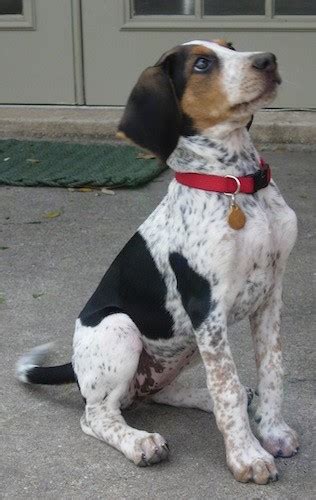 Bluetick Walker Dog Breed Information And Pictures