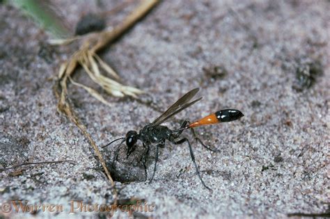 Sand Wasp Plugging Its Burrow Photo Wp16059