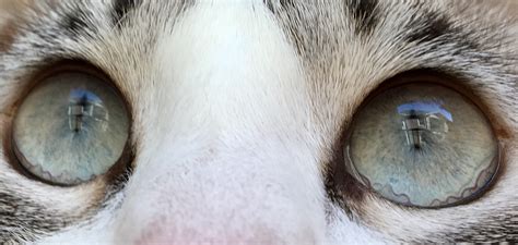 Squiggly Lines In My Cats Eyes Are They Just Veins Or Something Else