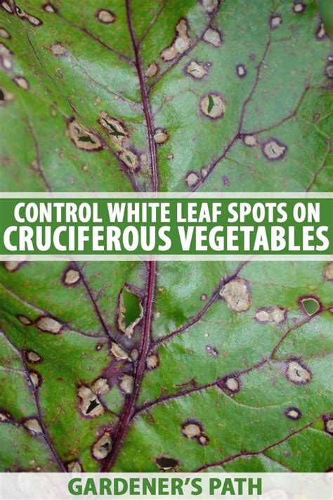 How To Control White Leaf Spots On Cole Crops Gardeners Path