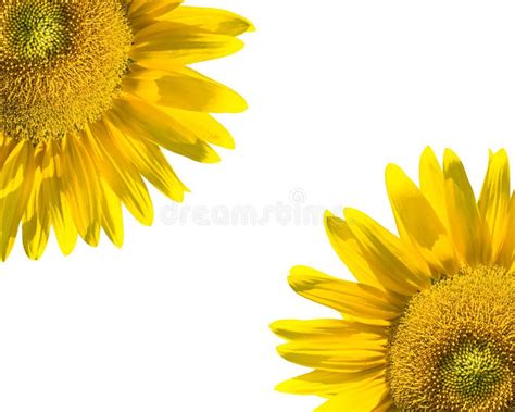 Sunflowers On White Stock Image Image Of Corolla Border 10391017