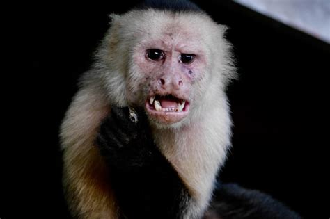 Bloodthirsty pet monkey is going ape on Tennessee neighbors