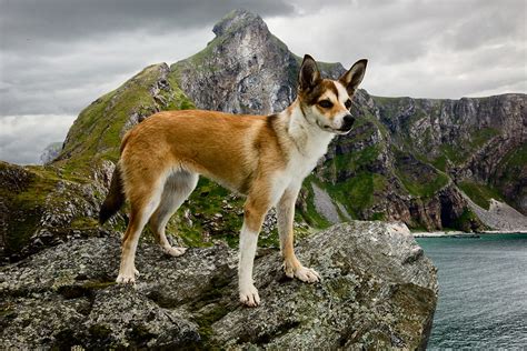 Story Behind The Shot The Dogs Of Norway