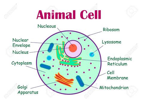 A tour of the animal cell by biology professor dr. Animal Cells Drawing at GetDrawings | Free download