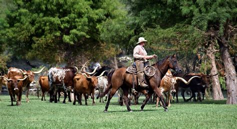 Texas History What Were The Four Major Cattle Trails In 1800s Texas