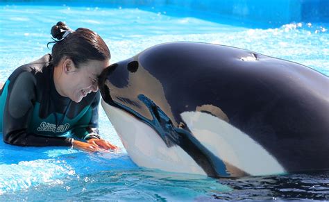 Killer Whales Bond With These Clever Creatures At Kamogawa Sea World
