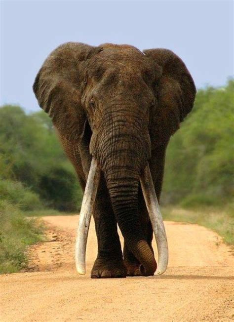 This Elephant In The Kruger National Park South Africa Is Believed To