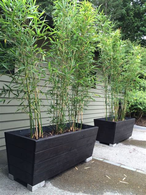 Bamboo (in pots or the ground). Useful Tips For Growing Bamboo Plants In Pots - Page 2 of 2