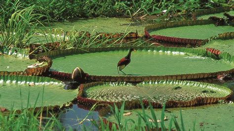 Spread your passion tagging your with #visitamazonas use a hashtag #visitamazonas em suas fotos. Tourism Observer: BRAZIL & PERU: Amazonas Region The ...