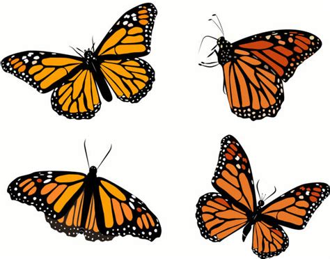 Free 266 Monarch Butterfly Svg Free SVG PNG EPS DXF File - Best Free