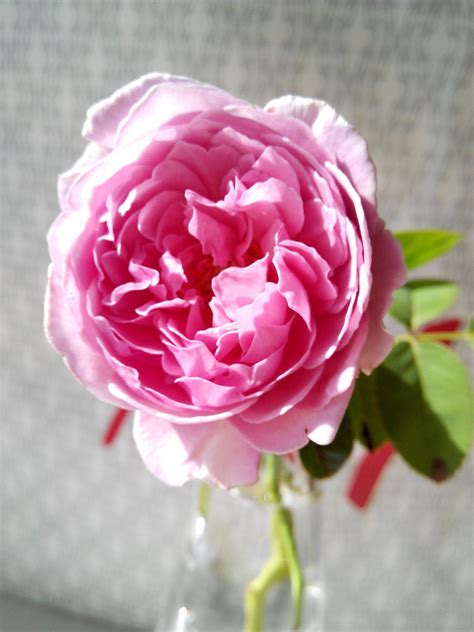 Can be trained as a climber. Rose_Spirit of Freedom | Rose, Flowers, Plants