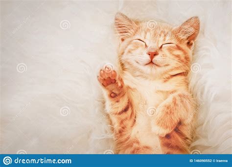 Ginger Kitten Raised His Paw Up In A Dream The Concept Of Choice And