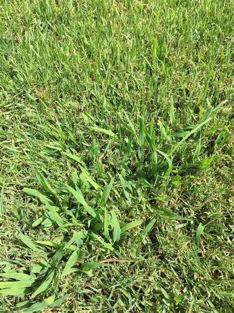 What Are These Weeds Lawnsite™ Is The Largest And Most Active Online