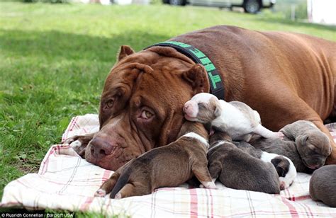 Hulk The Worlds Biggest Pitbull Cuddles Up To His Litter Of Puppies