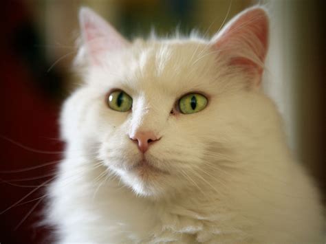 White Cat Green Eyes Wallpaper 1600x1200 14556