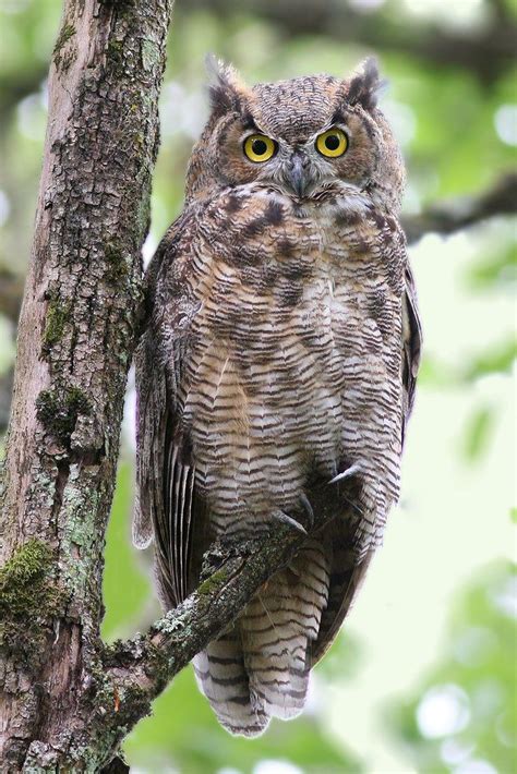 An Owl Sitting In A Tree Owl Horned Owl Great Horned Owl