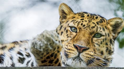 Nice picture of the leopard cat, desktop wallpaper of the Amur, muzzle | ImageBank.biz