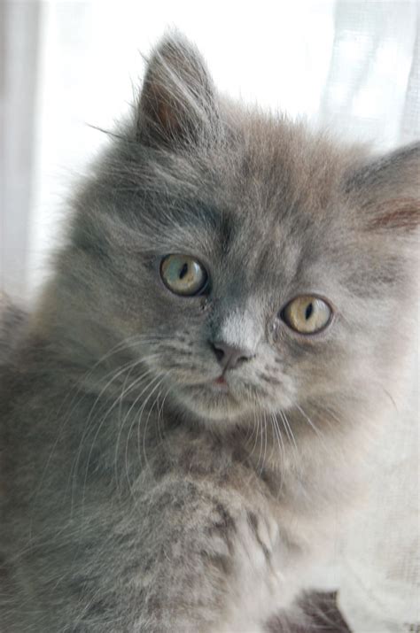 Choose a name that you could yell from a front porch. Mixed Exotic Grey Kitten For Sale | Walsall, West Midlands ...