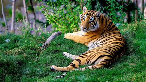 Tiger Lying On The Grass Hd Wallpaper Wallpaper Flare