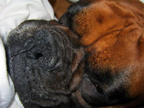 Boxer Dog Dry Noses Top Symptoms And Effective Treatments For It