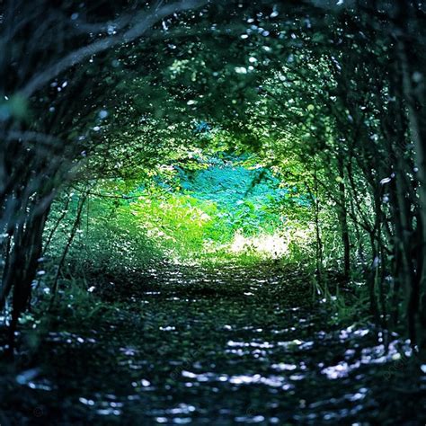 Magical Blue Forest With Path To The Light Through Dark Tunnel Of Trees