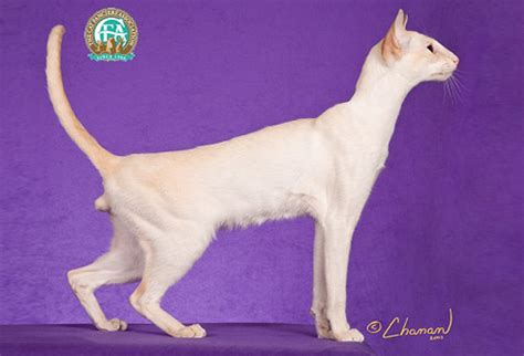 Colorpoint Shorthair Breed Profile 品种鉴别 Prcc，中国纯种猫文化，广东珠江猫迷俱乐部（prcc