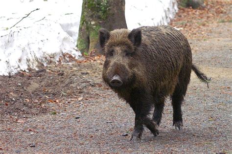 More Than One In Three Wild Boar In Germany Are Too Radioactive To Eat The Verge