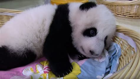 Raising An Abandoned Baby Panda Panda Babies Bbc Earth Youtube