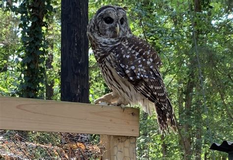 Owl Pursuits How An Owl Became Part Of A Campus Community Endless Thread