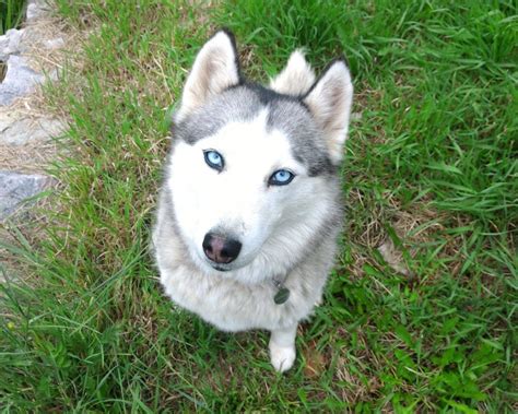 En soi, la couleur des yeux n'a quasiment aucune influence sur la qualité de la vue d'un chien ou son état de santé. Le husky sibérien a toujours les yeux bleus: FAUX! | Husky ...