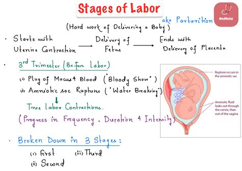 Solution Stages Of Labor Embryology Full Notes Studypool