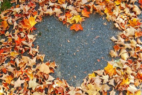 Autumn Leaf Heart Pictures Photos And Images For